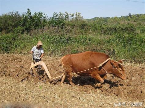 豬拱槽是什麼意思|農民常說：槽里無食豬拱豬，分髒不均狗咬狗，這句話什麼意思。